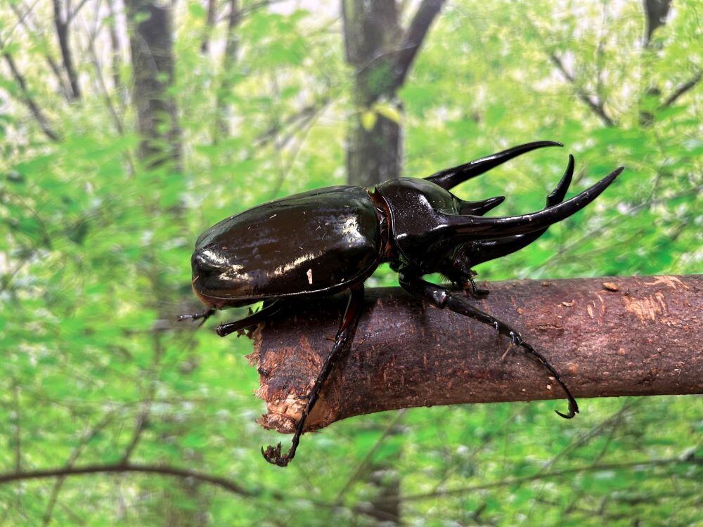 FJネクスト×赤城自然園 夏休みカブトムシ・クワガタムシ展2025【無料